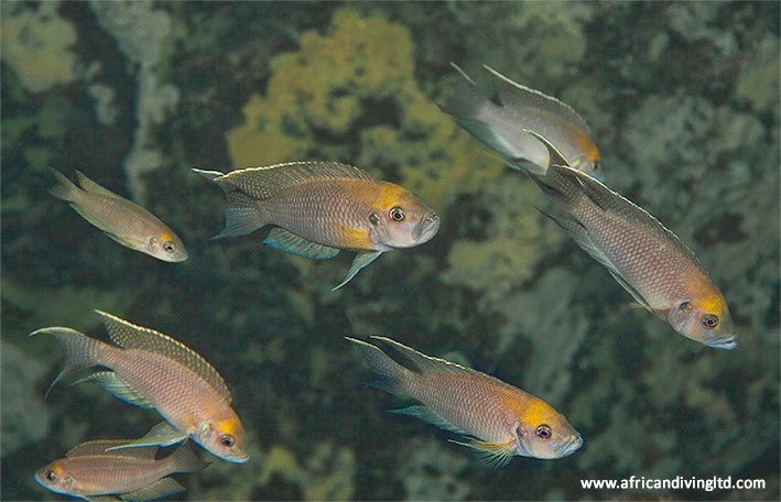 Neolamprologus calliurus 'Frontosa Reef'